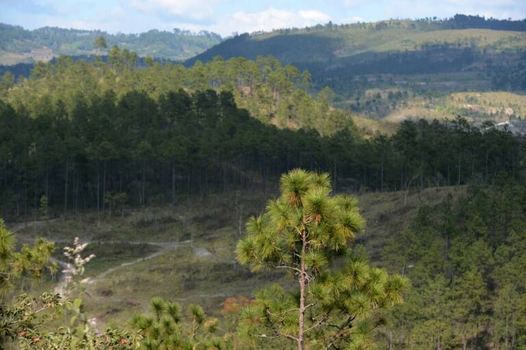 Honduras - bosques - plaga - medioambiente - HONDURAS - plague - environment - HONDURAS - plague - environment - plaga - medioambiente
