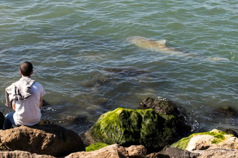 Israel - animales - oceanografía