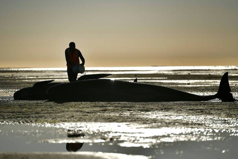 NZelanda,animales,medioambiente