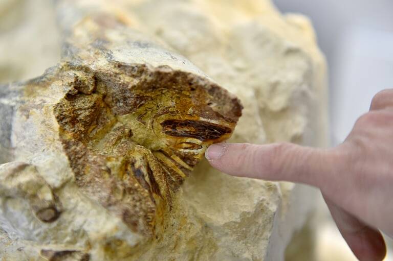 Francia - ciencias - paleontología