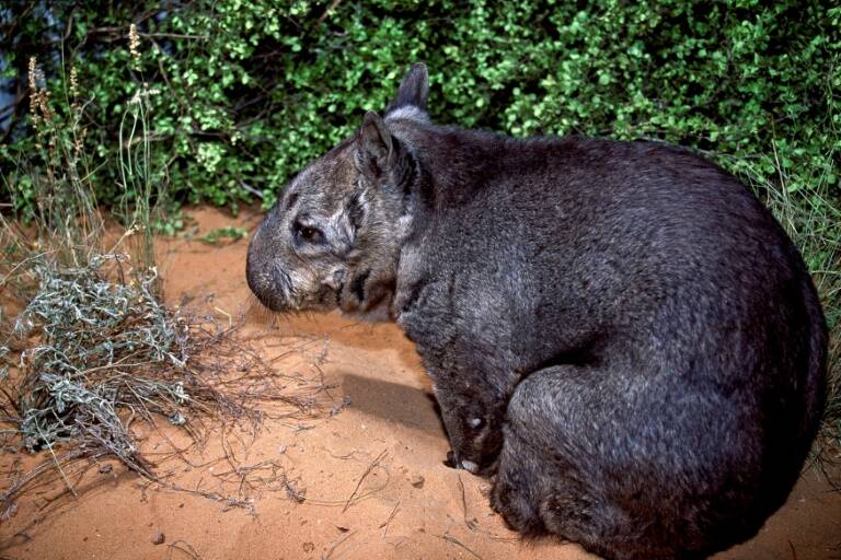 Australia - animales - preservación