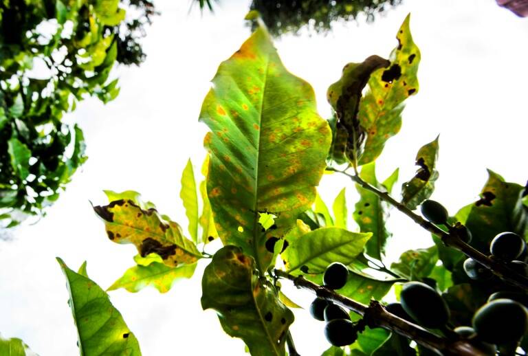 CostaRica - cultivos - café - roya