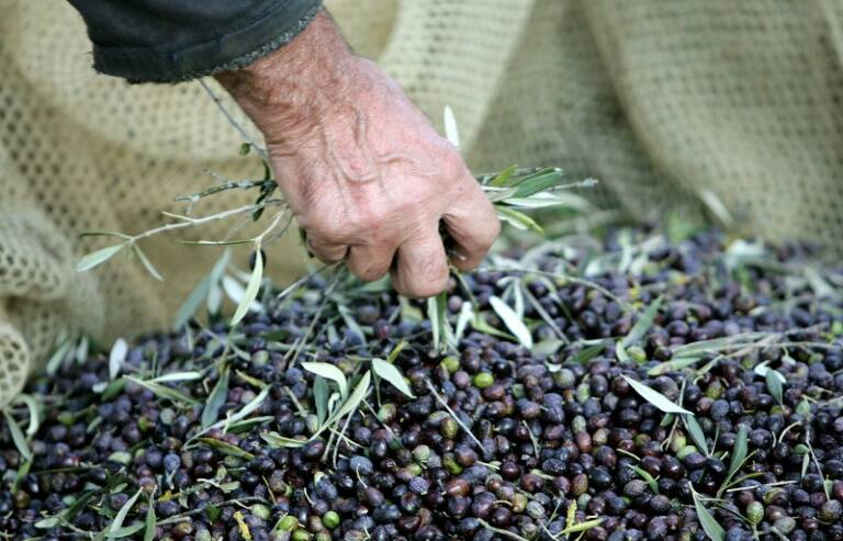 Italia - crimen - organizado - mafia - agricultura - emergencia