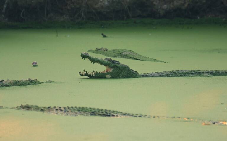 Australia, animal, crocodiles