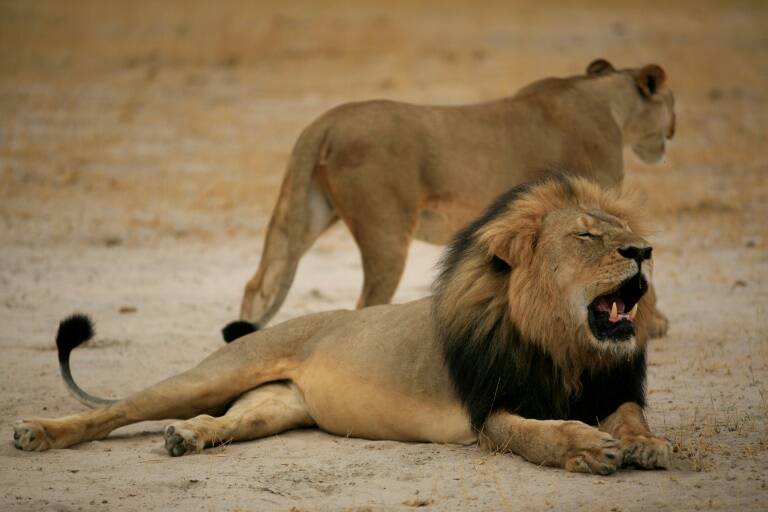 Zimbabue,animales,caza