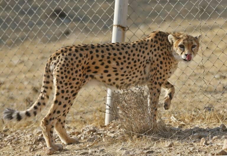 Irán - medioambiente - animales - preservación