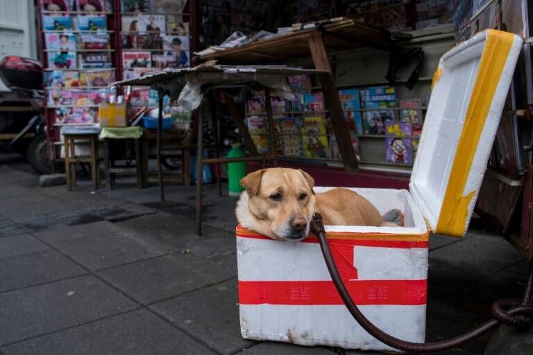 China,animal
