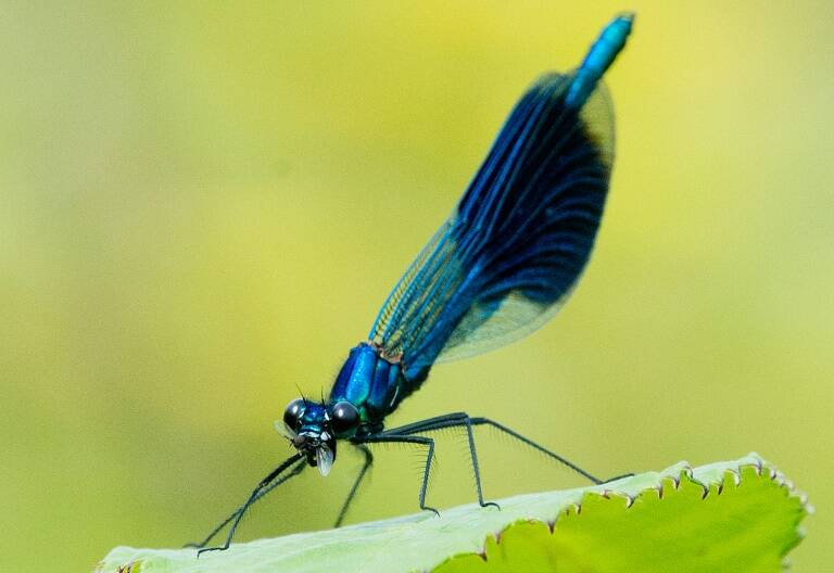 EEUU - Alemania - animales - naturaleza - medioambiente - agricultura - ciencias - insectos