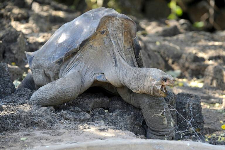 Ecuador - Galápagos - animales - medioambiente - zoología - tortugas