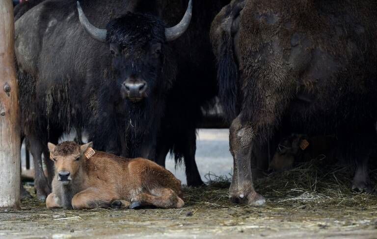 Canadá,animales,naturaleza,insólito
