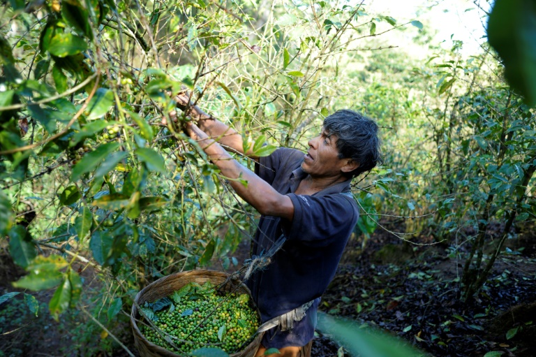 Colombia - caf - cultivos - economa - mercado