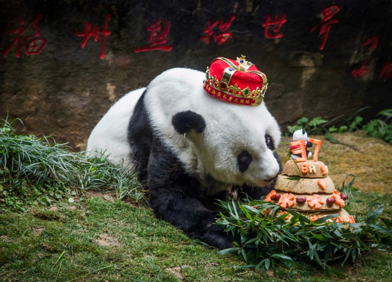 China,animal,panda