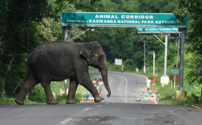 India - animal - elephant - accident
