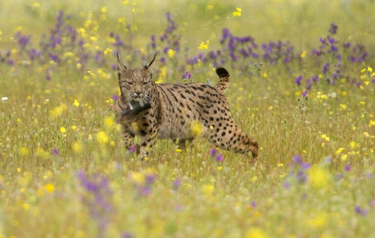 ciencia - fauna - comercio - preservación