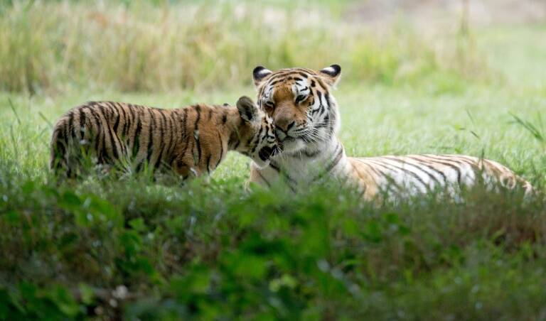 Kazajistán - animales - medioambiente - naturaleza