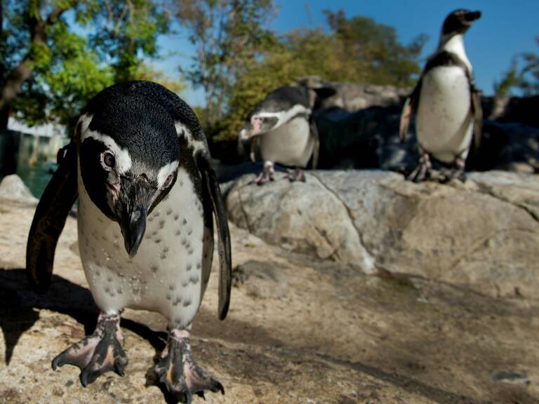 Chile - medioambiente - minería - agua - pingüinos - animales