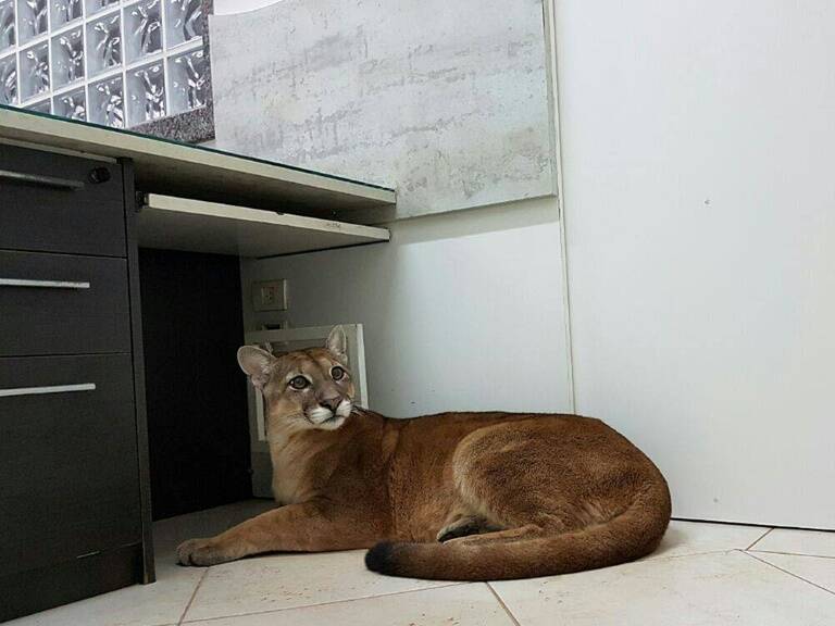 Brasil,insólito,animales,puma