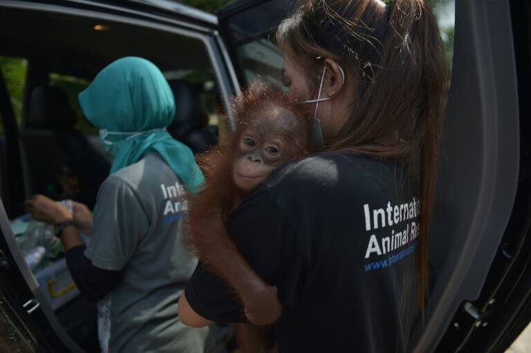 animales - Indonesia - medioambiente