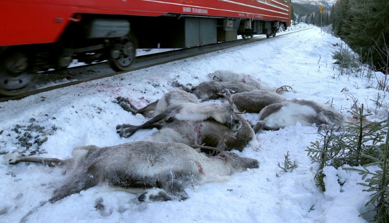 Norvge,animaux,transport,rail,accident