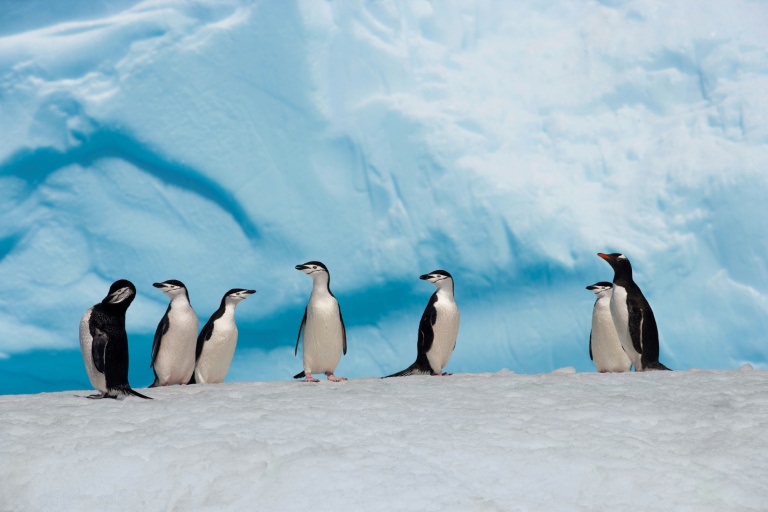 Antarctica - Australia - environment - conservation - penguins
