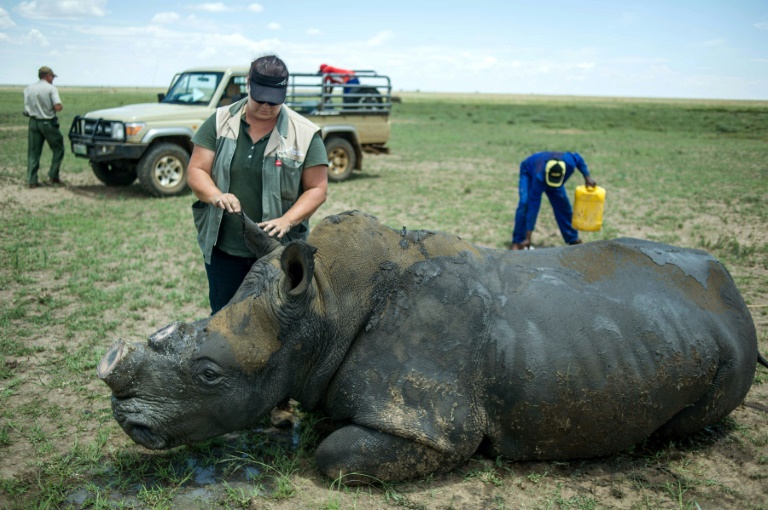 SAfrica,animal,rhino,environment