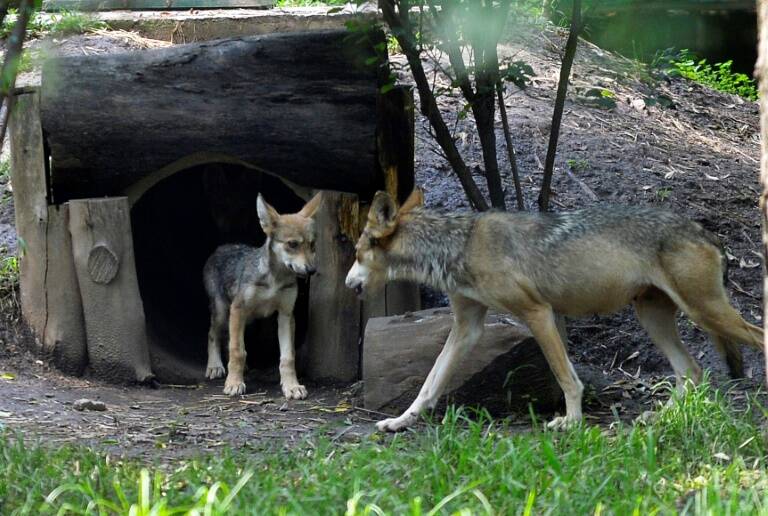 México - EEUU - animales - medioambiente