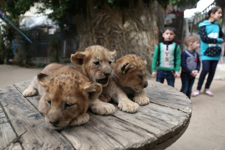 Gaza,palestinos,animales,conflicto,Israel