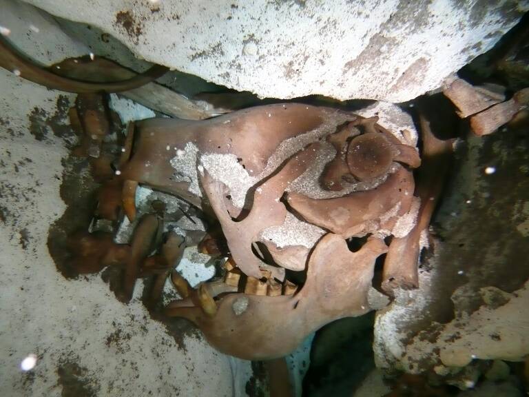 México - paleontología - ciencias - animales