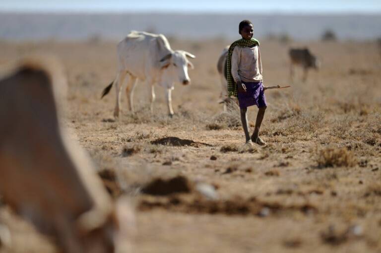 Kenia - animales - clima - sequía
