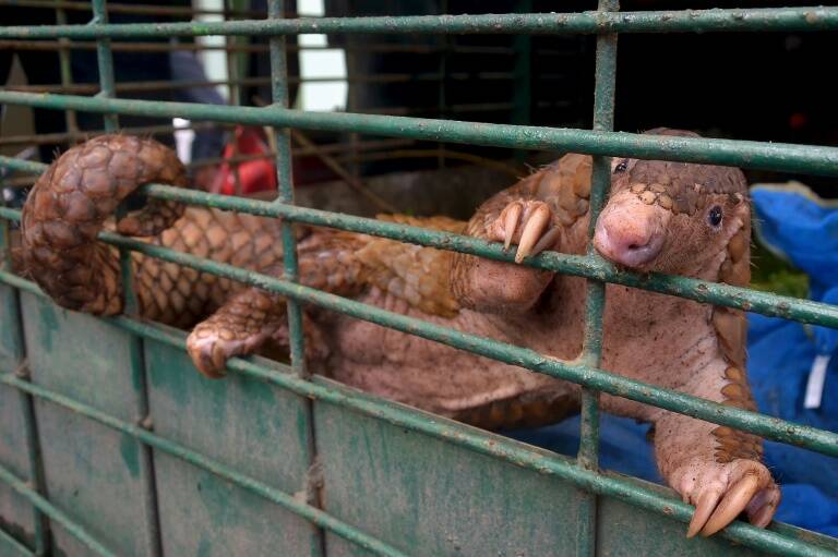 Indonesia - animales - medioambiente - criminalidad