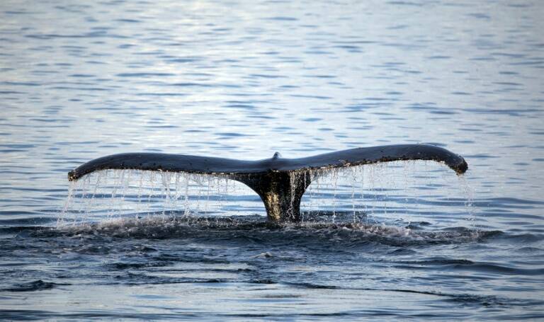 Australia - medioambiente - animales - ciencia - ballenas