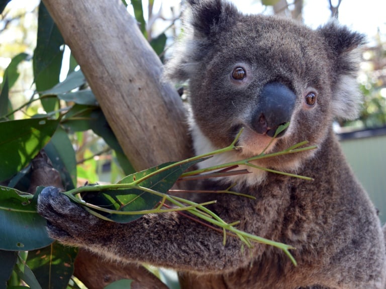 Australia - animal - koala - wildlife - offbeat