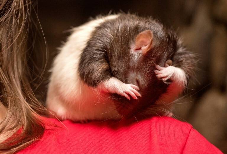 US - animal - rat - cafe - offbeat