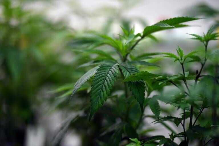 Australia - social - health - cannabis - drugs