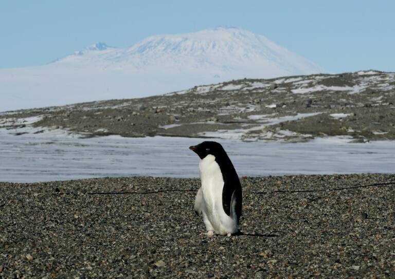 Antarctica - Australia - environment - conservation - fishing - krill