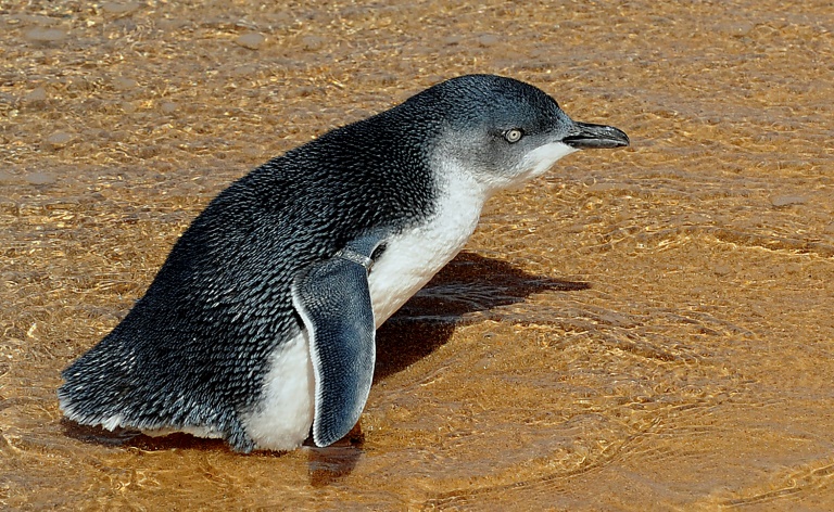 Australia - animal - penguins - crime