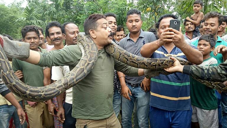 India,animal,offbeat