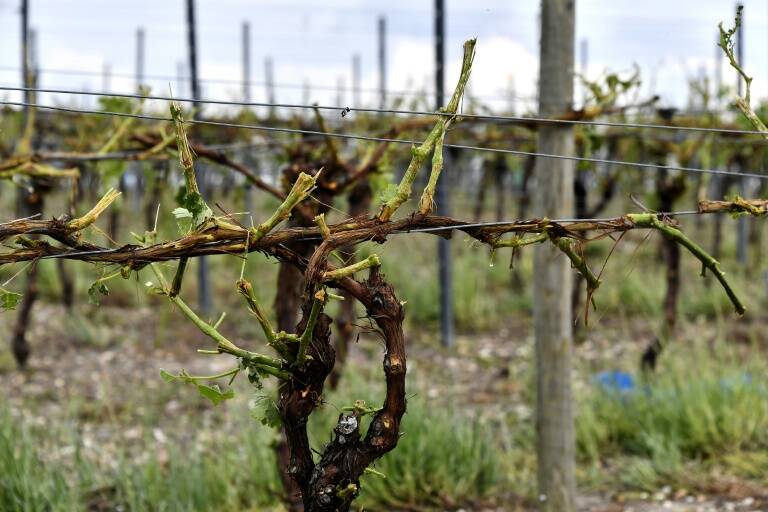 Francia - comercio - meteorología - vinicultura - agricultura