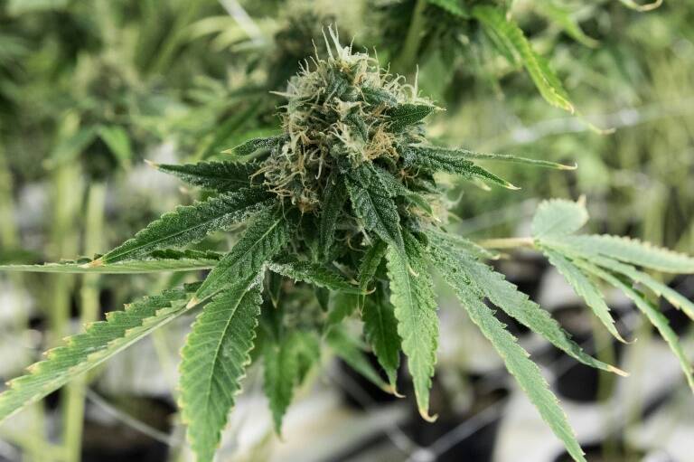 Canadá - cannabis - consumidores - salud - narcotráfico - tabaco