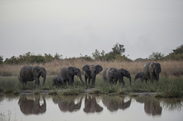Science - US - crime - Uganda - Togo - Kenya - elephant - ivory