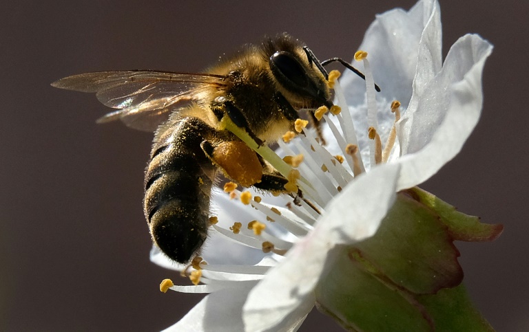 UE, química, agricultura, salud, abejas