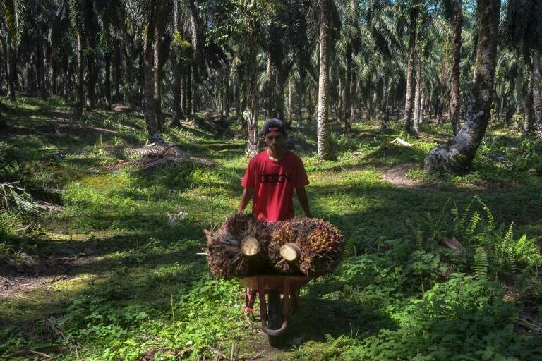 UE - Indonesia - medioambiente - Malasia - mercado - agricultura - alimentos