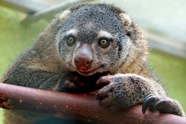 Polonia - animales - Indonesia - zoología
