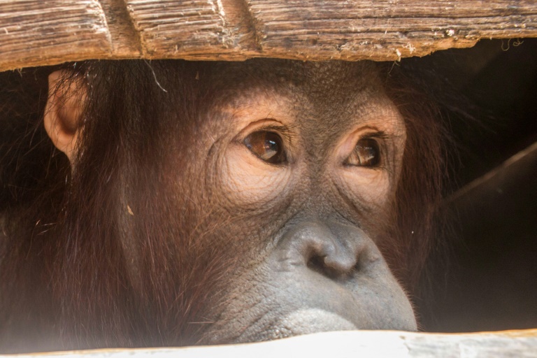 Indonesia - animal - conservation