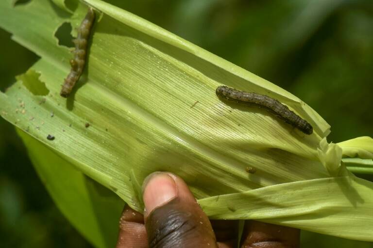 Afrique - agriculture - Kenya - agronomie