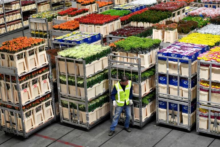 Holanda - GB - Brexit - economía - sociedad - horticultura - comercio