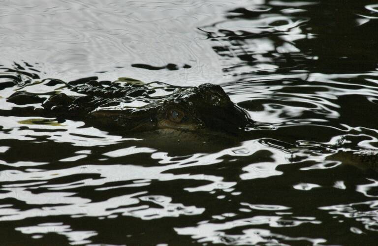 Indonsie,environnement,animaux,violences