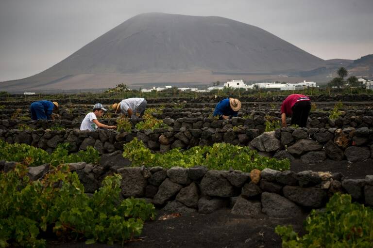 Europa,Latam,vinicultura,gastronomía,agricultura,clima