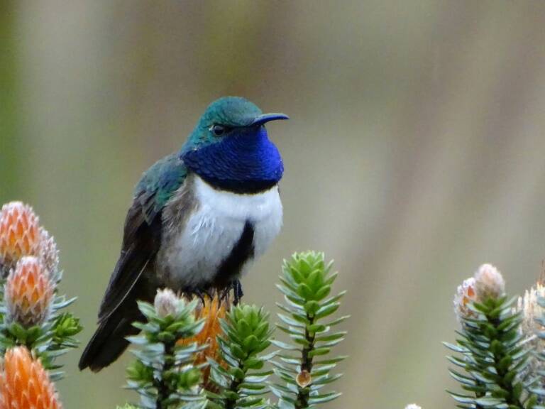 Ecuador - Perú - ciencias - medioambiente - animales