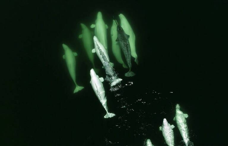 Canada,animal,conservation,whales